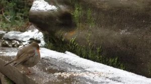 Птицы зимой едят корм