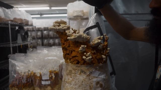 Gourmet Mushroom Harvest Lion's Mane, Turkey Tail, Chestnut, & Reishi | Southwest Mushrooms смотреть онлайн