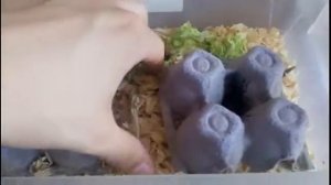 Как вырастить зоофобуса (зофобас) в домашних условиях