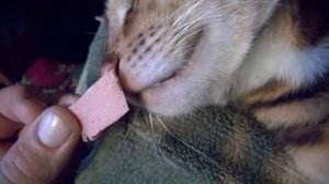 как просыпается кот