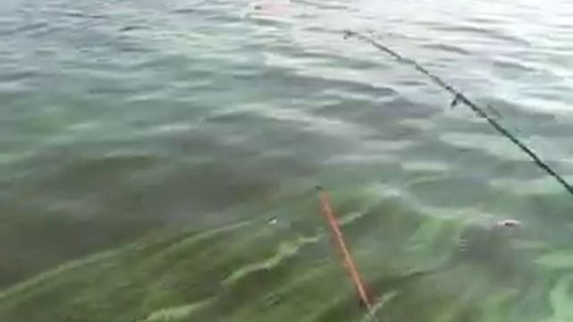 Ловля "белой" рыбы на макушатник смотреть онлайн