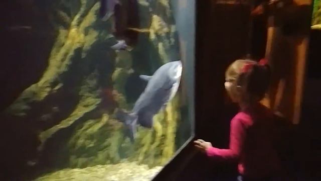 Посетили Океанариум в Волгограде.Смешной пингвин Лола играет с лазером