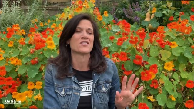 Growing Nasturtiums - An Edible, Easy-to-Grow Cool Season Flower ? смотреть онлайн