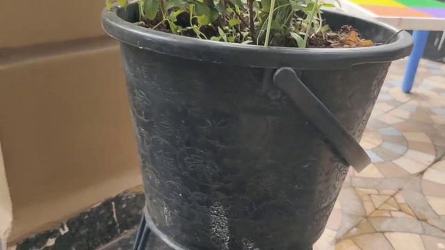 Plumbago auriculata | How to grow Plumbago auriculata | Plumbago auriculata in kitchen garden смотреть онлайн