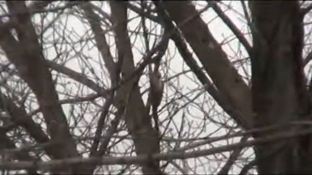 Дятел на дереве - дикие птицы смотреть онлайн