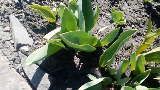 Весна вступает смело в свои права.  Печеночница, морозники,пушкиния,лесной уголок   #апрель2021