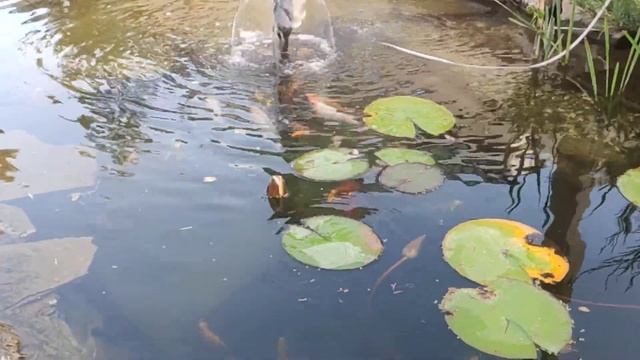 Запустил биоплато после чистки и реконструкции! Карпы кои в пруду! смотреть онлайн