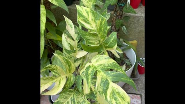 Epipremnum Pinnatum EP Sunburst.  Thanks For Tips @Planterina @KayleeEllenOfficial