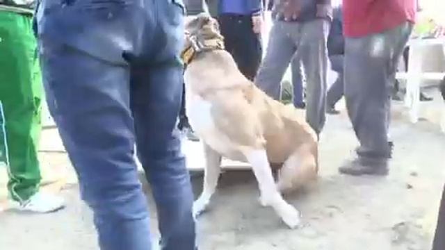 так сколько же весит!!! чистопородный Алабай - Азиат в целом Туркменский Волкодав Turkmen Alabay смотреть онлайн