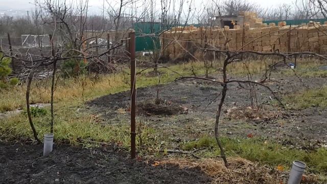 Фундук Трапезунд.Упаковка саженцев перед отправкой. смотреть онлайн