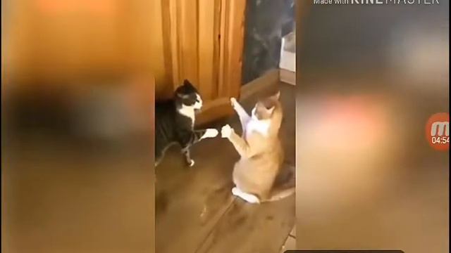 Очень очень смешные животные смотреть онлайн