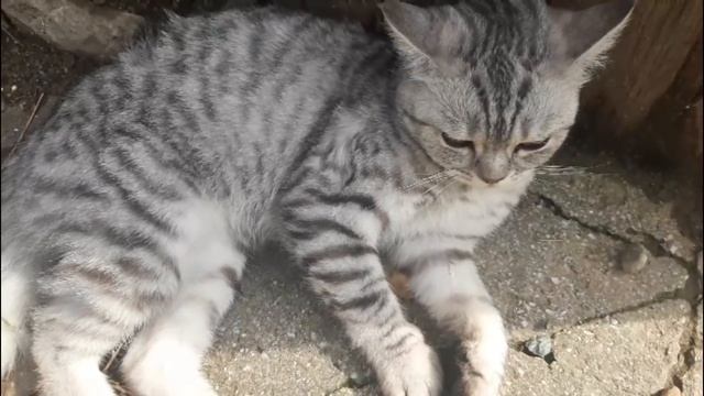 На Ненси напали смотреть онлайн