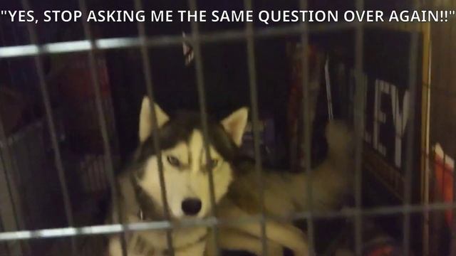 Howling Reactions, "OUR PUP PACK EXPERIENCE" "JUST-A-HOWLING" VID #27 смотреть онлайн