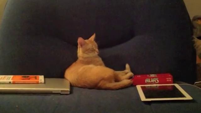 Медитация для котэ смотреть онлайн