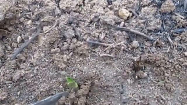 Поиск золота в зеленой глине смотреть онлайн