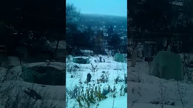 Ловля фазана прямо возле дома. Красный Сулин. смотреть онлайн