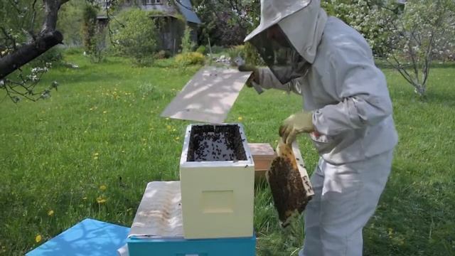 Что делать при роении пчёл? смотреть онлайн