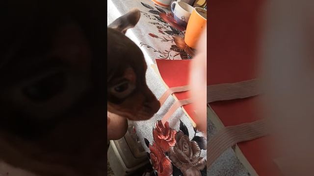 Подклейка ушек у щенка тоя смотреть онлайн