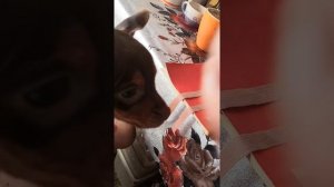 Подклейка ушек у щенка тоя