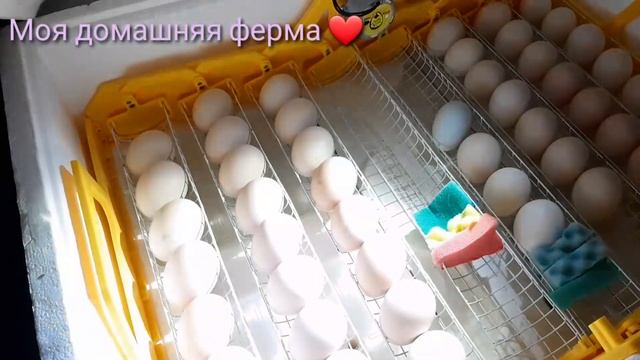 Проверка на оплод?#7й день инкубации?#Зимняя❄ инкубация яиц? Фавероль и Бресс Гальцев ? смотреть онлайн