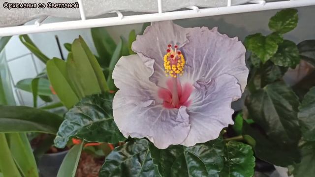 Мои прекрасные гибискусы. смотреть онлайн