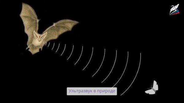 Ультразвук и инфразвук в природе и технике. Обобщение по теме «Звук»