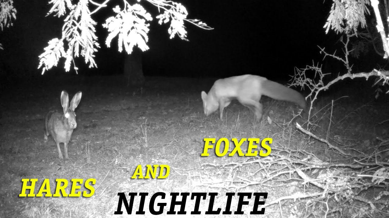 Зайцы и Лисицы - Ночная жизнь / Hares and foxes - Nightlife. Autumn смотреть онлайн