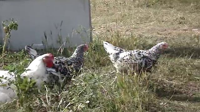 Пушкинские 4мес.MPG смотреть онлайн