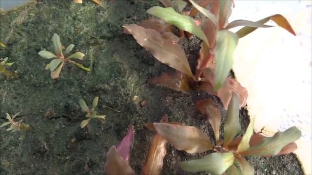 Тепличка! Порезал альтернатеру. Аквариумные растения в тепличке (на воздухе) смотреть онлайн