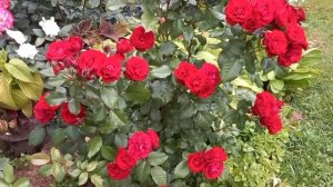 Роза Лаваглут.Кордес. Флорибунда.5 зона.