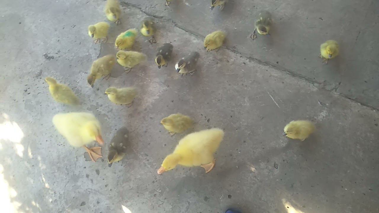 гусята водят кучу утят смотреть онлайн