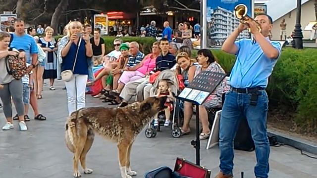 Ялта поющий пёс смотреть онлайн