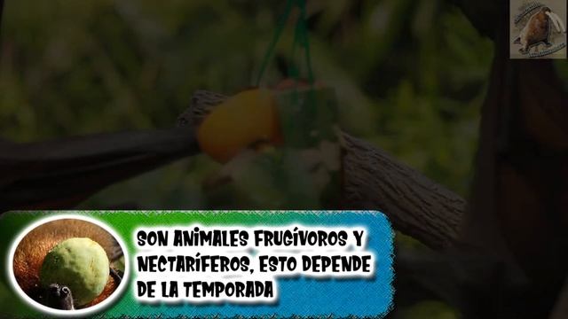 gran zorro volador: El mamífero volador más grande - documental de animales salvajes смотреть онлайн