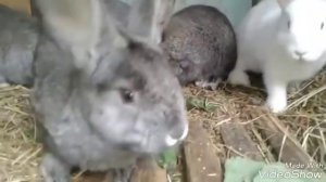 Кормление кроликов в летний период. Откорм кроликов. Трава опасная и безопасная.