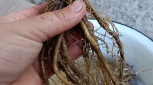 Реанимирую высохшие корневища хост