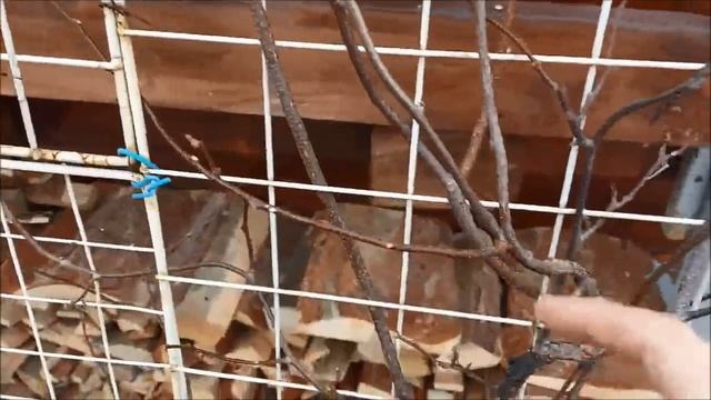 Исправляем ошибки в формировании актинидии коломикта смотреть онлайн