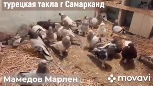 Турецкая такла г. Самарканд смотреть онлайн