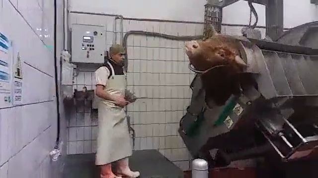 Корова ммм смотреть онлайн