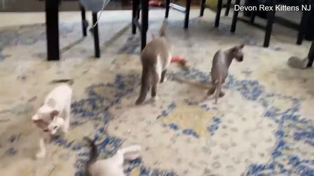 NEW Elf Kitten - Devon Rex Kittens 11 Weeks Old Adorable Kittens Playing!!! смотреть онлайн
