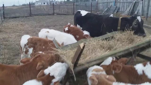 Телята симментальской породы. смотреть онлайн