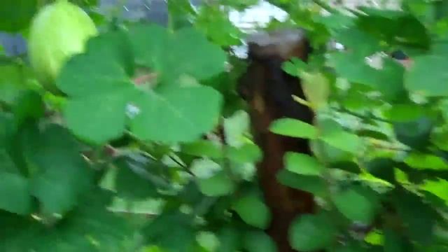 sharks fin melon (Cucurbita ficifolia) смотреть онлайн