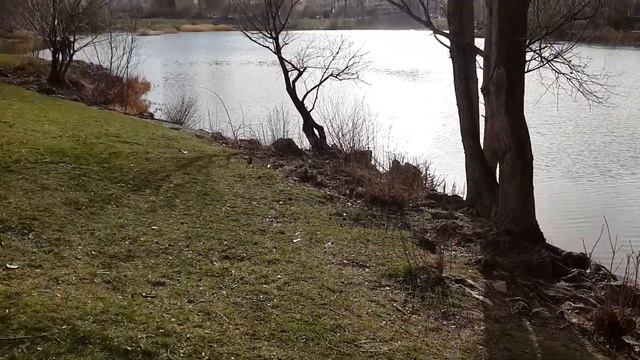 Тойчики как левретки бегают у озера смотреть онлайн