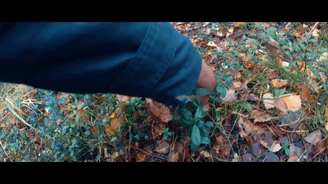 Белые грибы 2018. Часть 2. смотреть онлайн