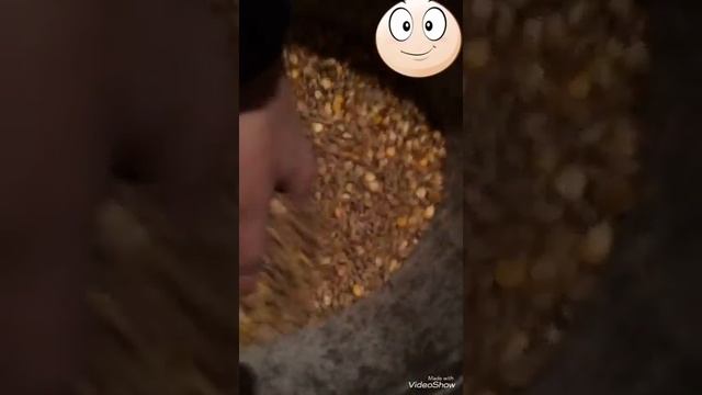 Каким комбикормом я кормлю кроликов !!! смотреть онлайн