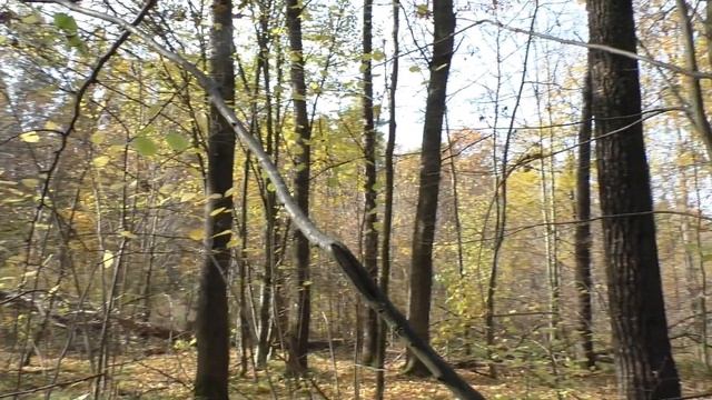 Золотая Осень в Лесу . Какие Грибы растут ?? смотреть онлайн