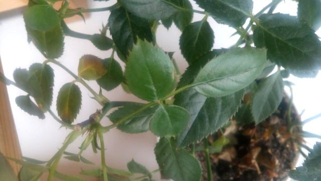 Чесотка и постельное белье.Мой лайфхак!!! смотреть онлайн