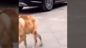 Короткая собака что за порода?