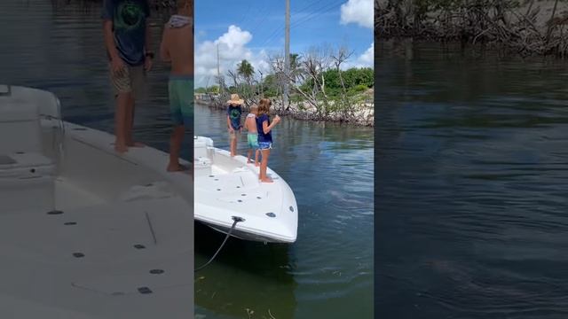 Fishing little buddies Tarpon # 5 смотреть онлайн
