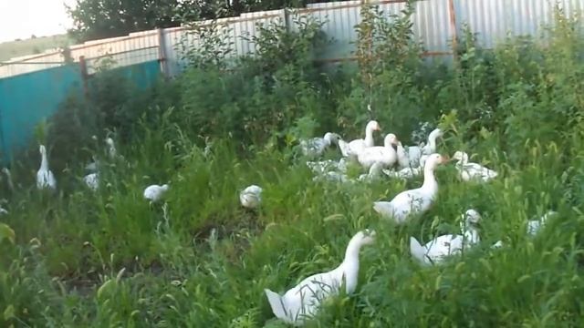 Гуси домашние разведение смотреть онлайн