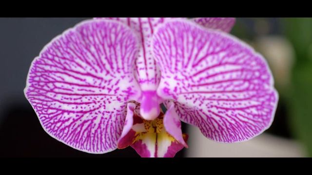 Orquídea Phalaenopsis Happy Minho En Flor(2018)